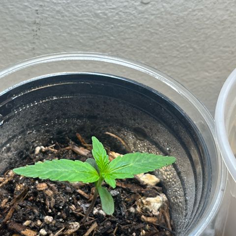 Mango Runtz growlog timeline photo
