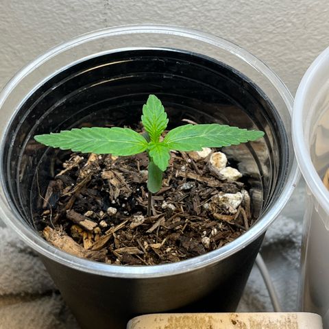 Mango Runtz growlog timeline photo