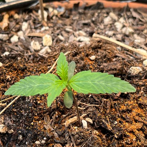 Mango Runtz growlog photo: Transplanted to 4gal living soil pot with Blumat Tropf carrots