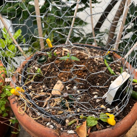 Mango Runtz growlog photo: Transplanted to 4gal living soil pot with Blumat Tropf carrots