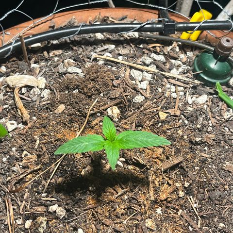 Mango Runtz growlog timeline photo