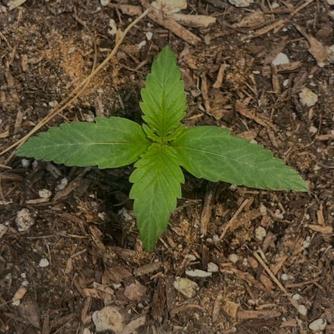 Mango Runtz growlog timeline photo