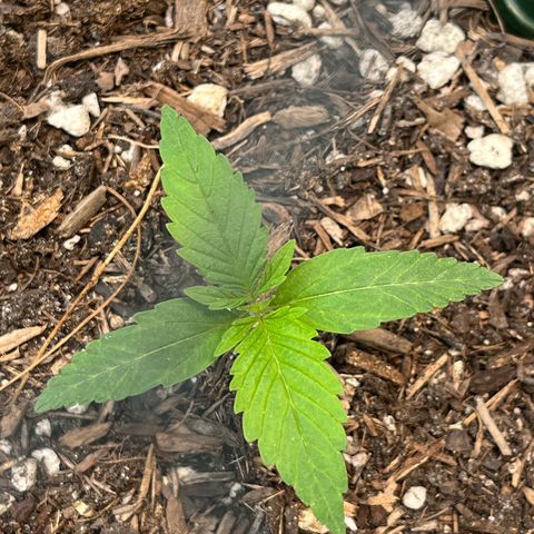 Mango Runtz growlog timeline photo
