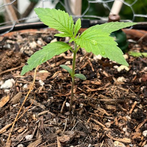 Mango Runtz growlog timeline photo
