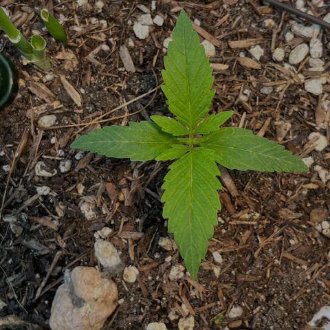 Mango Runtz growlog timeline photo