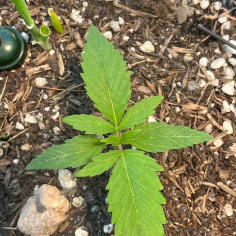 Mango Runtz growlog timeline photo