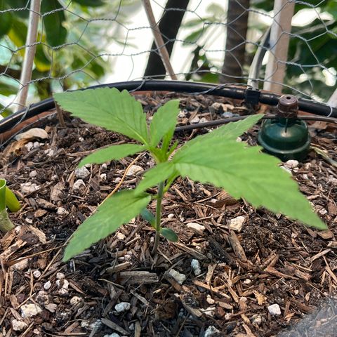 Mango Runtz growlog timeline photo