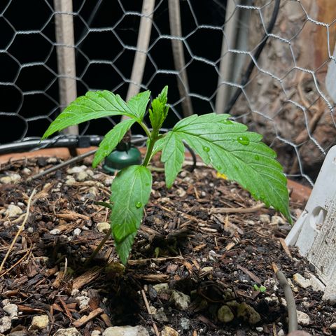 Mango Runtz growlog timeline photo