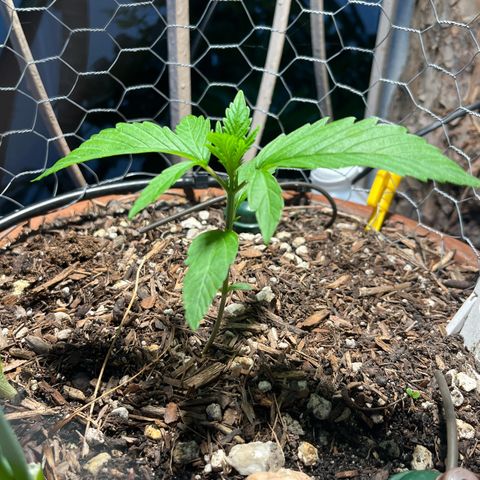 Mango Runtz growlog timeline photo