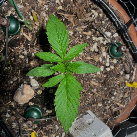 Mango Runtz growlog timeline photo
