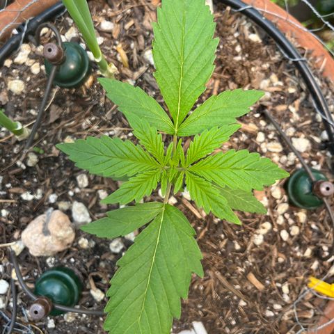 Mango Runtz growlog timeline photo