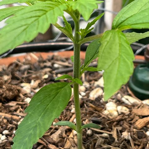 Mango Runtz growlog timeline photo