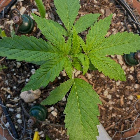 Mango Runtz growlog timeline photo