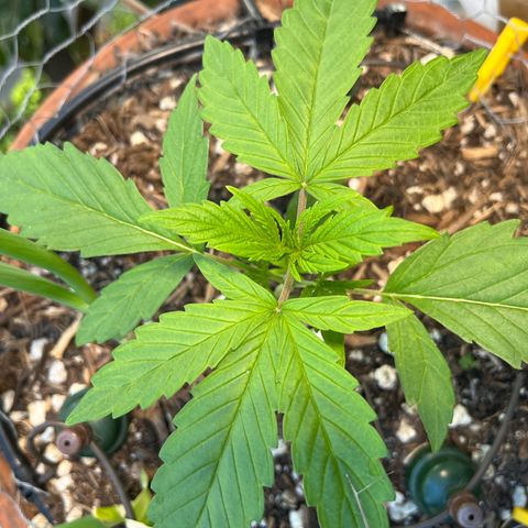 Mango Runtz growlog timeline photo