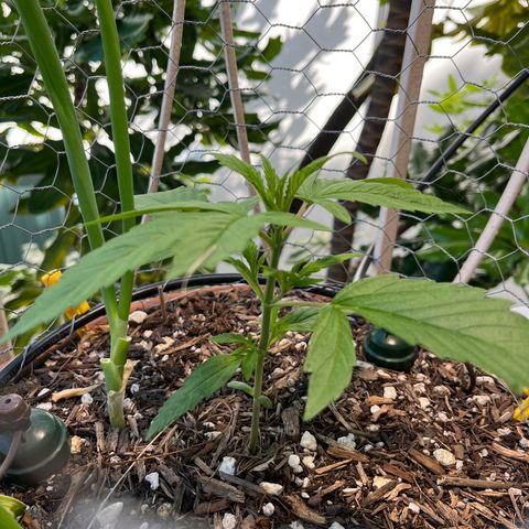Mango Runtz growlog timeline photo
