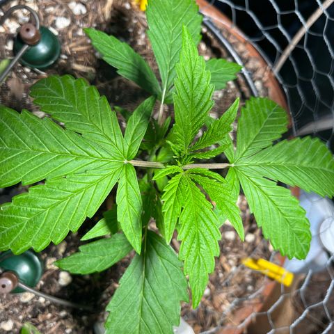 Mango Runtz growlog timeline photo