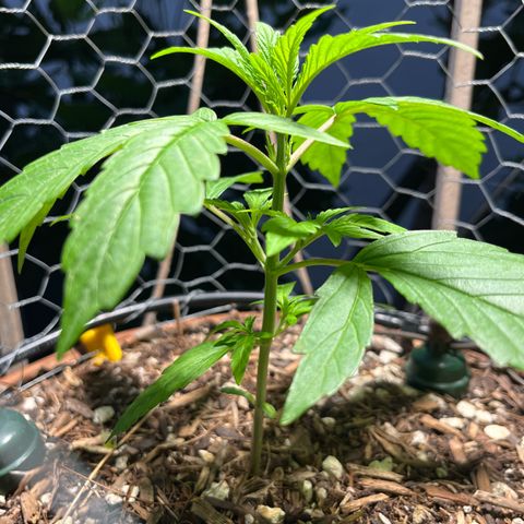 Mango Runtz growlog timeline photo