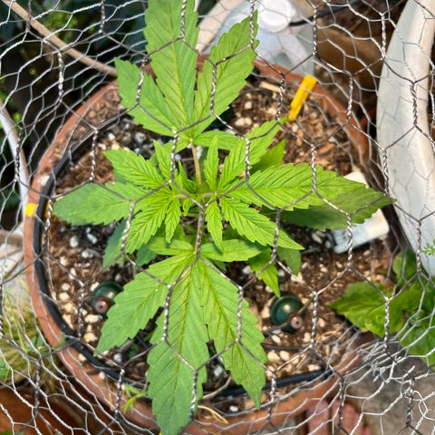 Mango Runtz growlog timeline photo