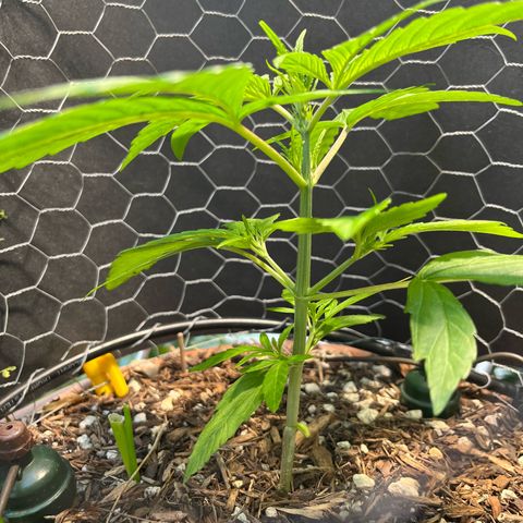 Mango Runtz growlog timeline photo