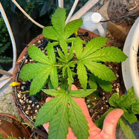 Mango Runtz growlog timeline photo
