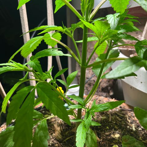 Mango Runtz growlog timeline photo