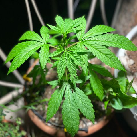 Mango Runtz growlog timeline photo