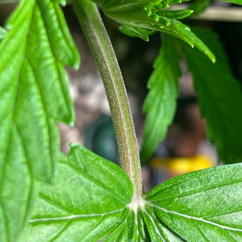 Mango Runtz growlog timeline photo