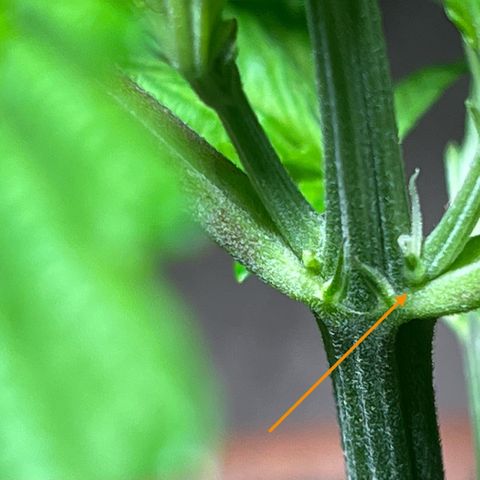 Mango Runtz growlog timeline photo