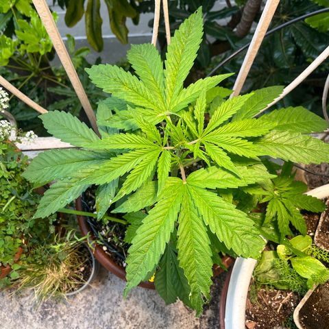 Mango Runtz growlog photo: Little lst to lower branches