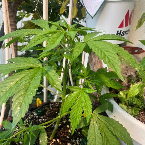 Mango Runtz growlog photo: Little lst to lower branches