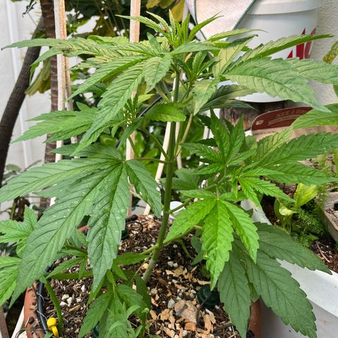 Mango Runtz growlog timeline photo