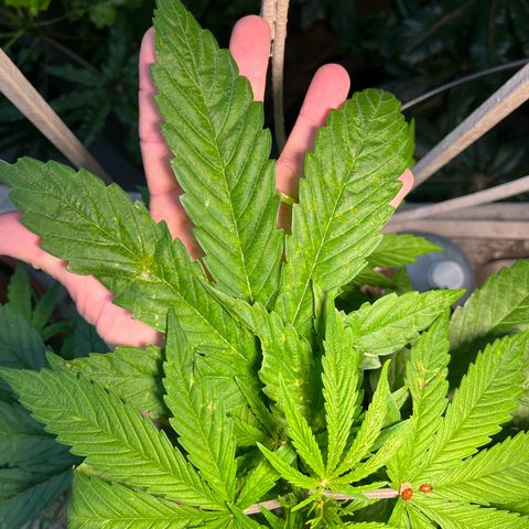 Mango Runtz growlog timeline photo