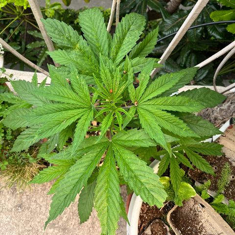 Mango Runtz growlog timeline photo