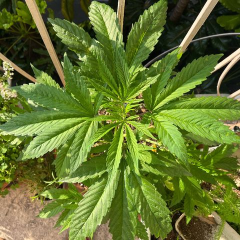 Mango Runtz growlog timeline photo