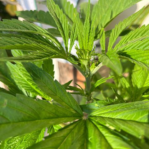 Mango Runtz growlog timeline photo