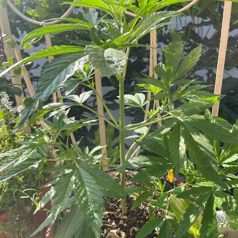Mango Runtz growlog timeline photo