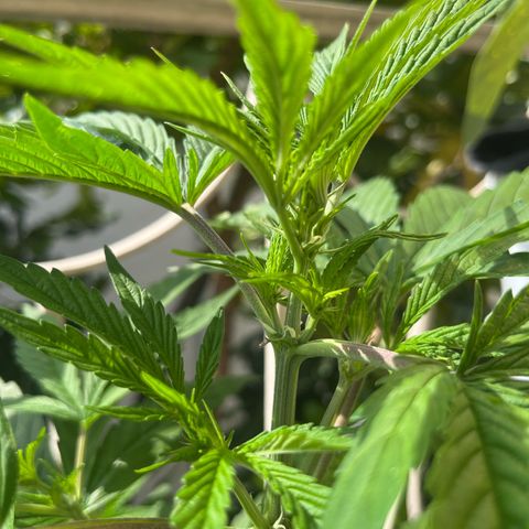 Mango Runtz growlog timeline photo