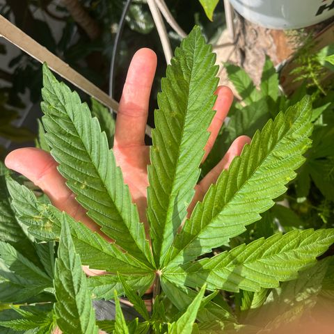Mango Runtz growlog timeline photo