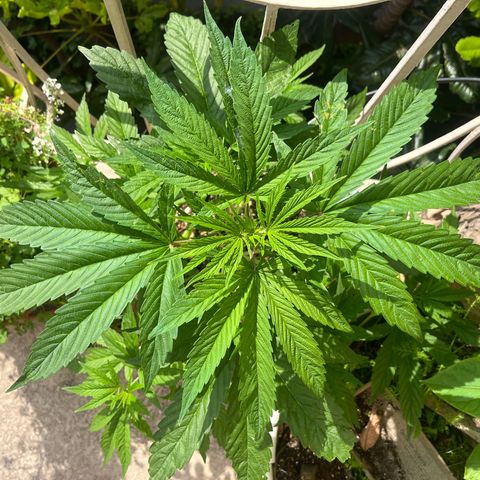 Mango Runtz growlog timeline photo
