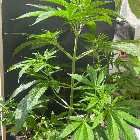 Mango Runtz growlog timeline photo