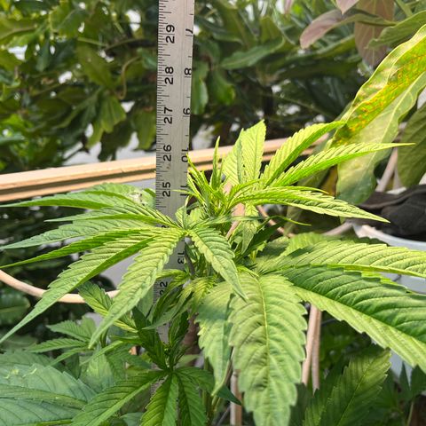 Mango Runtz growlog timeline photo