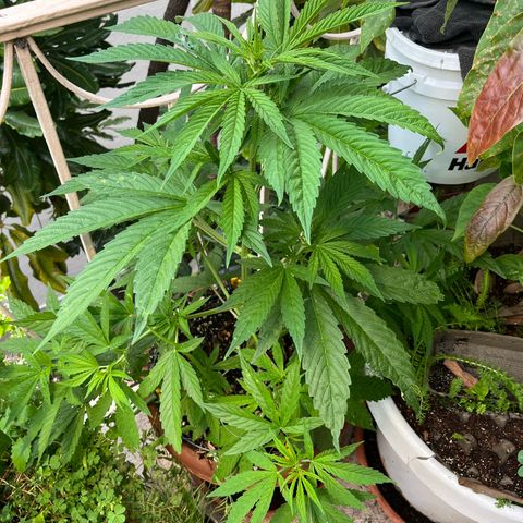 Mango Runtz growlog timeline photo