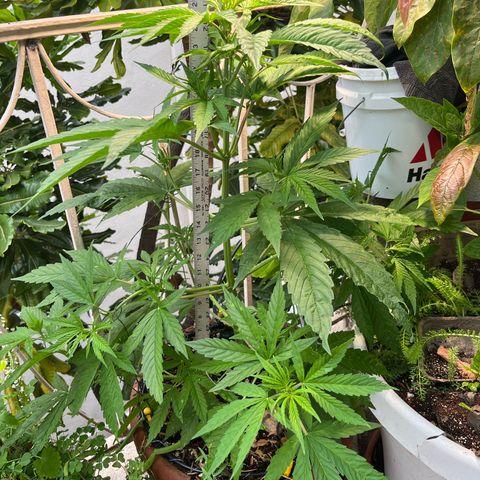 Mango Runtz growlog timeline photo