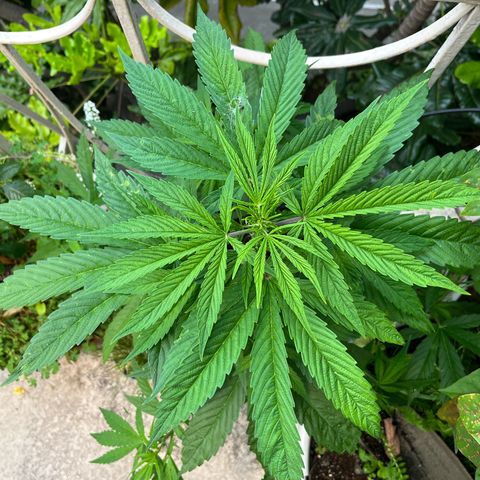 Mango Runtz growlog timeline photo