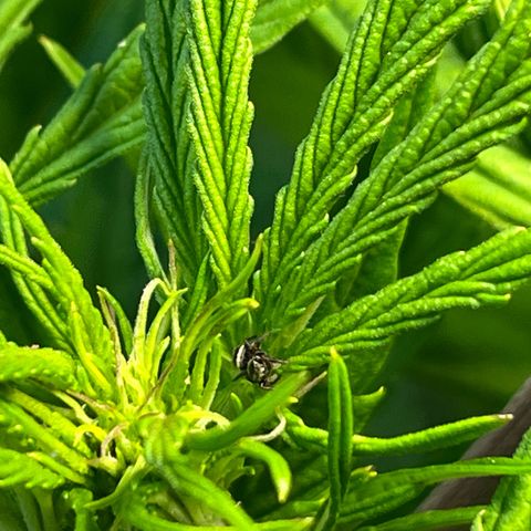 Mango Runtz growlog photo: Cute jumping spider took up residence on top. He can stay 🕷️