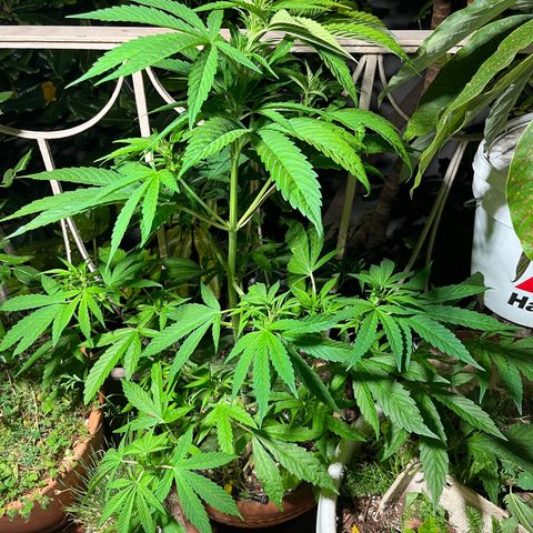 Mango Runtz growlog timeline photo
