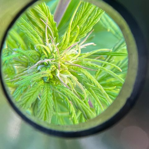 Mango Runtz growlog timeline photo