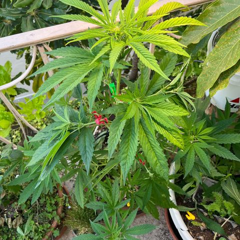 Mango Runtz growlog photo: Trying LST clips. And the stems are turning purple along with the pistils.