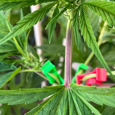 Mango Runtz growlog photo: Trying LST clips. And the stems are turning purple along with the pistils.