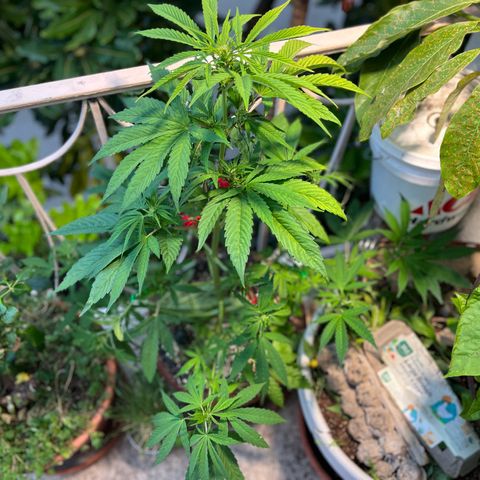 Mango Runtz growlog timeline photo
